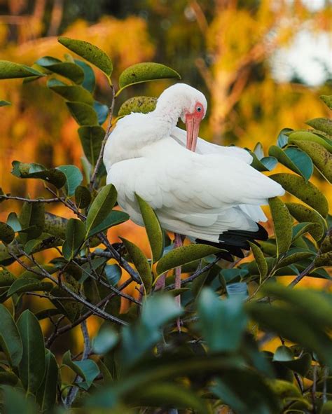 Maureen Julien Blog Voyage On Instagram La Faune En Floride