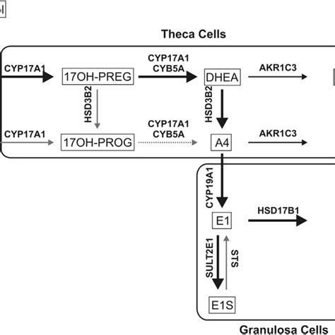 Schematic Overview Of Sex Steroid Biosynthesis In The Ovaries Steps Of