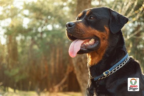 Los Rottweilers Se Cortan El Pelo