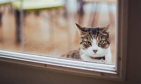 Cat burglars: scientists try to solve mystery of why felines ‘steal