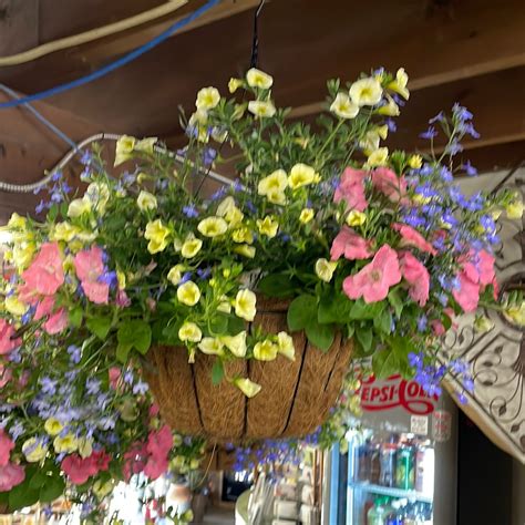 Assorted Annual Hanging Basket Coco Liner W Wire Basket Mandy Spring Farm Nursery Inc