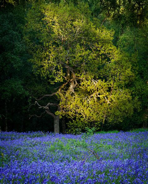 Colours Of Spring 2 Late Afternoon Light Splashes The Emer Flickr