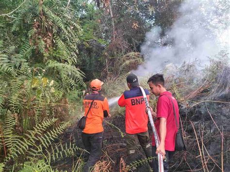 Kebakaran Hutan Dan Lahan Di Sekadau Luas Lahan Terbakar Capai 6