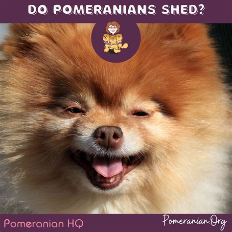 Do Pomeranians Shed A Lot? The Answer Will Surprise