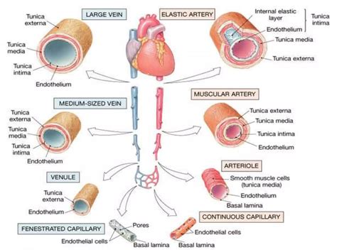 Blood vessels and circulatory system | PPTX
