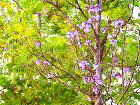 Arbres La Floraison Violette Pour Embellir Le Jardin