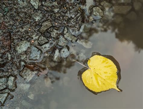 Yellow Dead Birch Leaf In Puddle Stock Image Image Of Orange Nature