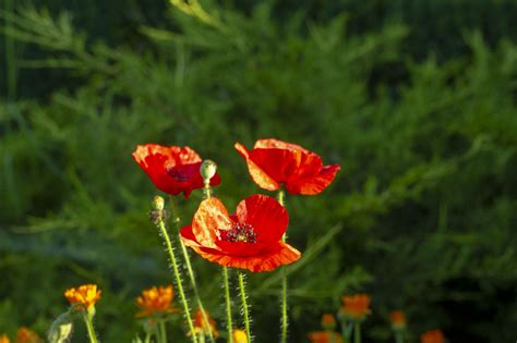 Coquelicots Fleurs Les Plantes Photo Gratuite Sur Pixabay Pixabay