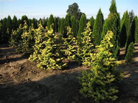 Chamaecyparis Obtusa ‘confucius Kiefer Nursery Trees Shrubs