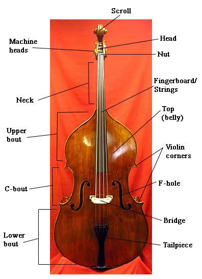 Db 3 The Parts Of The Double Bass Christopher J Hartzog Music