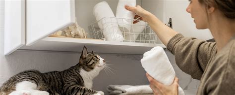 Sauberkeit Und Hygiene Im Haushalt Mit Katzen