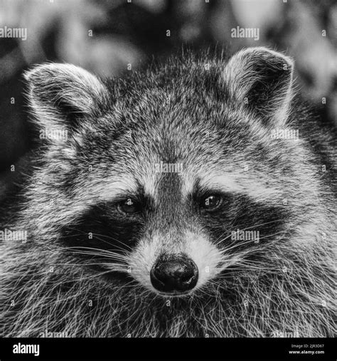 My Raccoon Black And White Stock Photos And Images Alamy