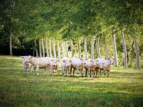 Images Gratuites Herbe Champ Ferme Prairie Prairie Vache