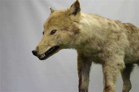 Extinct Japanese wolf may hold key to unlocking origins of dogs - The ...