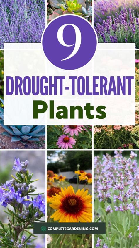 9 Drought Tolerant Plants Summer Survivors Complete Gardening