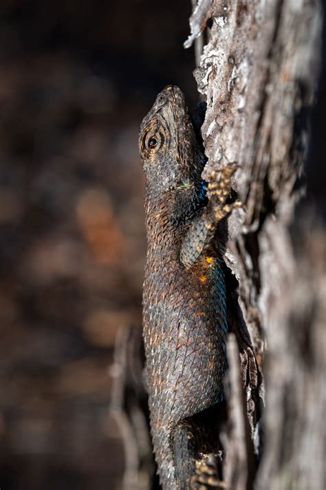 Eastern Fence Lizard | South Carolina Partners in Amphibian and Reptile