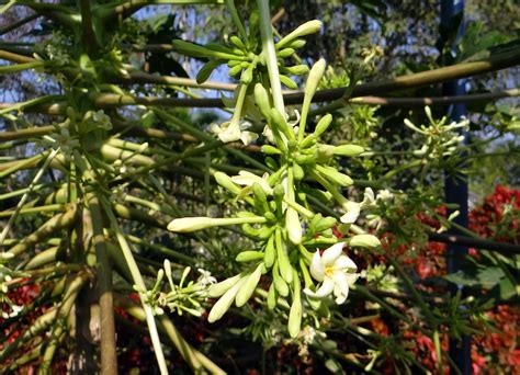 10+ Free Flowering Papaya & Papaya Images - Pixabay