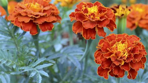 Are Marigolds Perennials Or Annuals Plus How To Plant Marigold Seeds