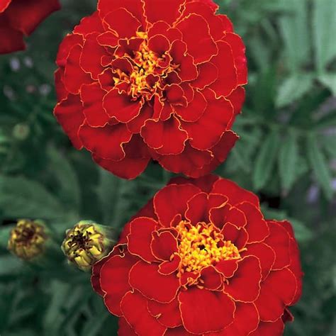 4 In Dwarf French Red Marigold Plant 6 Pack 53254 The Home Depot