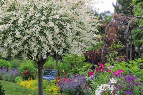 Amazon 2 Dappled Willow Cuttings To Grow Stunnning Tricolor