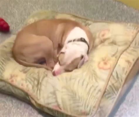 Este perrito pensó que era un día más en el refugio sin imaginar quién