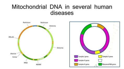 Mitochondrial Genome Ppt