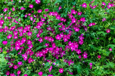 Callirhoe involucrata, Purple Poppy Mallow - Sugar Creek Gardens