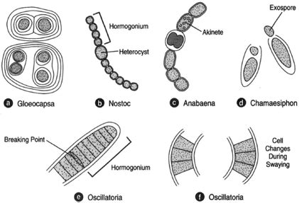 Types of Blue-green Algae | The Blue-green Algae | Introduction to ...