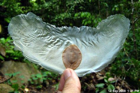 Flying Seed JAVAN CUCUMBER Alsomitra Macrocarpa Seed Dispersal