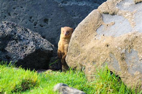 Mangosta Salvaje Que Oculta Debajo De Rocas De La Lava Imagen De