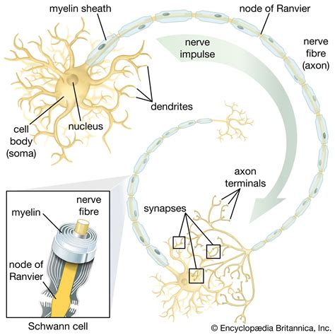 axon neurons nerve fibers signaling britannica