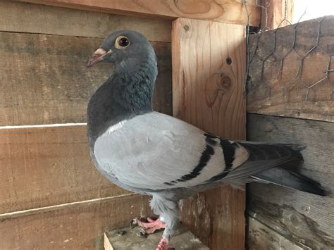 Racing Pigeon Auction