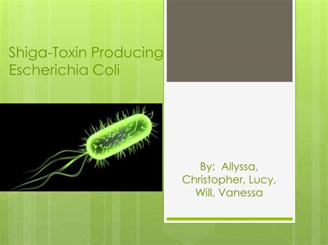 Ppt Shiga Toxin Producing Escherichia Coli Powerpoint Presentation