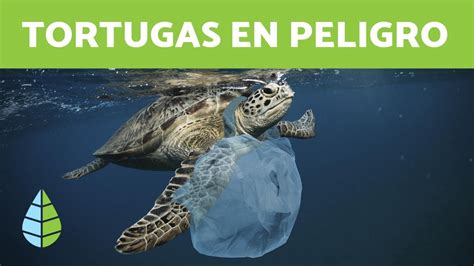 TORTUGAS en PELIGRO de EXTINCIÓN Especies y Causas YouTube