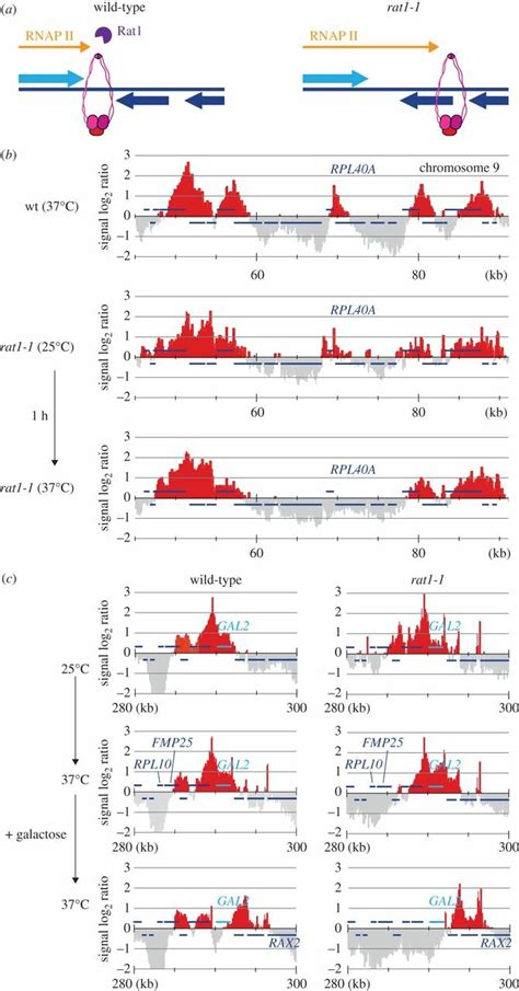 The Cohesin Distribution Is Determined By Transcription Termination