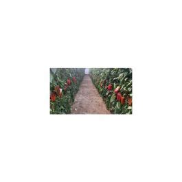 PIMIENTO RICOTE F 1 1 000 Semillas Fitoagricola