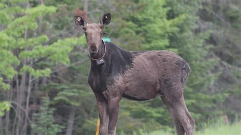 Protecting Maine's declining moose population | newscentermaine.com