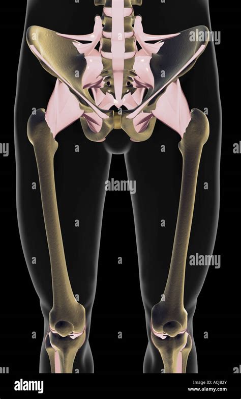 The Ligaments Of The Lower Limb Stock Photo Alamy