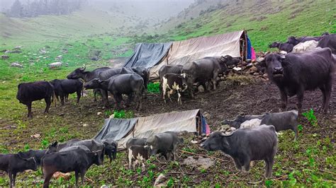 Herder Life Into The Shed Nepal Rural Village People Life In