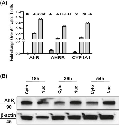 Apigenin Improves Cytotoxicity Of Antiretroviral Drugs Against HTLV 1