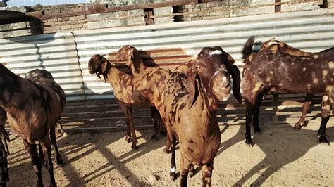 Sirohi Female Are Available Ajmer Goat Farm1 Youtube