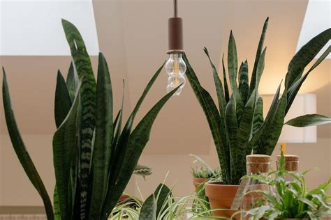 5 Reasons to Add a Snake Plant to Your Bedroom