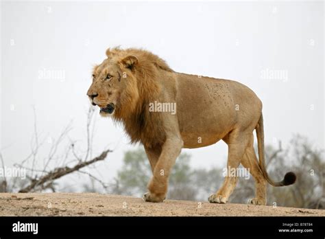 Male lion walking side view hi-res stock photography and images - Alamy