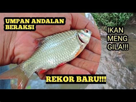 Rekor Barumancing Ikan Di Spot Mancing Liar Umpan Andalan Beraksi