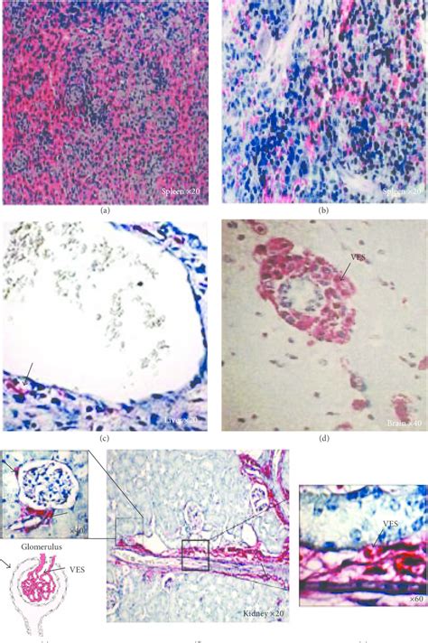 Histological Examination Of Radiation Exposed Tissues By Hes Staining