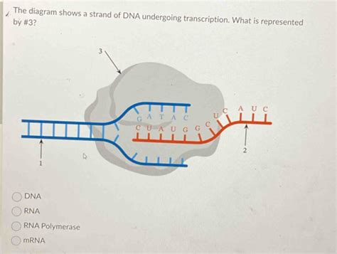 Solved The Diagram Shows A Strand Of DNA Undergoing Transcription