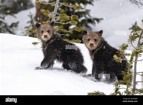 Grizzly Bear Cubs Stock Photo - Alamy