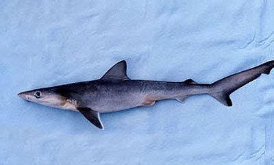 Carcharhinus porosus – Discover Fishes