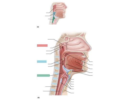 Lab Exam 2 BIO 205 Pt 5 Diagram Quizlet