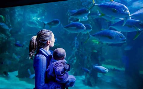 SEA LIFE Sydney Aquarium Tickets | Best Deals On Combo Passes